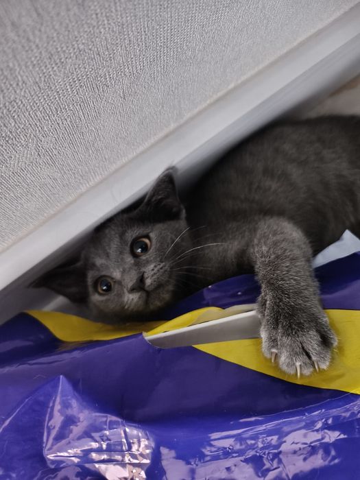 Котик 3 месяца.Хочу отдать в хорошие руки