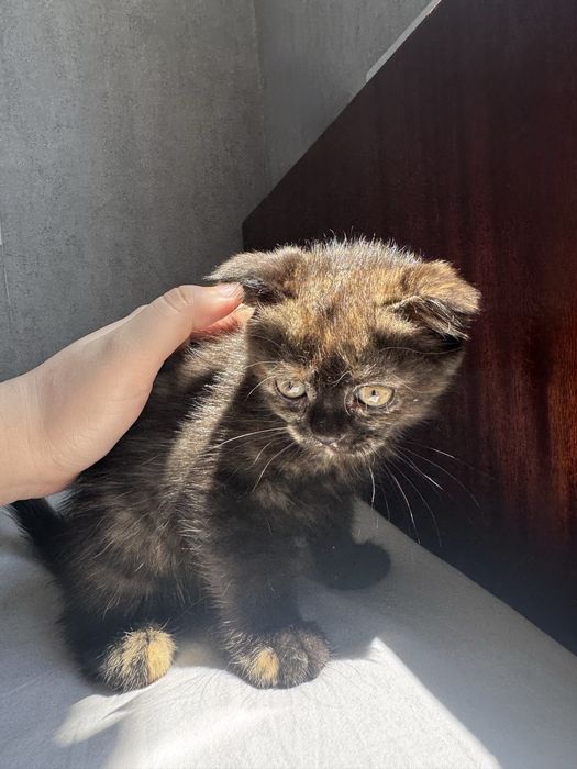 Шотландские котята