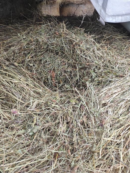 Vând baloți amestec trifoi lucernă