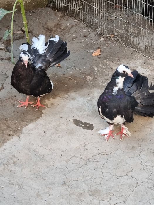 Kabutar pavling zotli