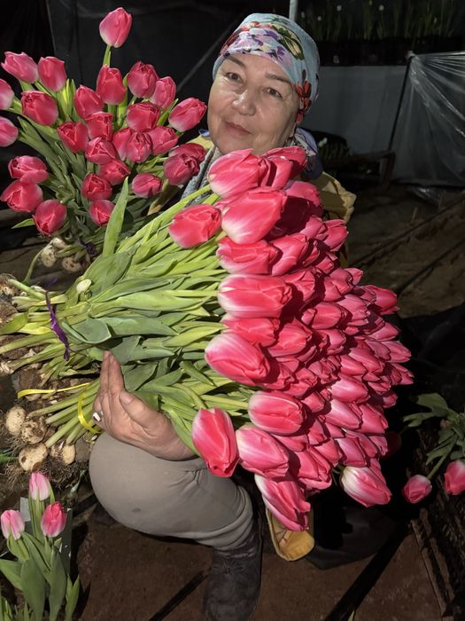 Тюльпаны оптом и в розницу.