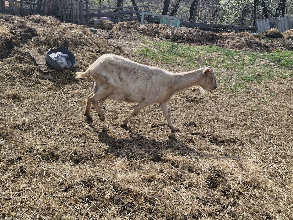 Țap banatean bun de monta