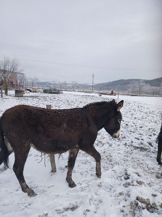 Vând magarite cu lapte