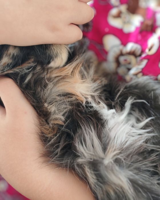 Мысық тегін берем