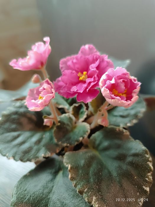 Фиалка Вкус малины