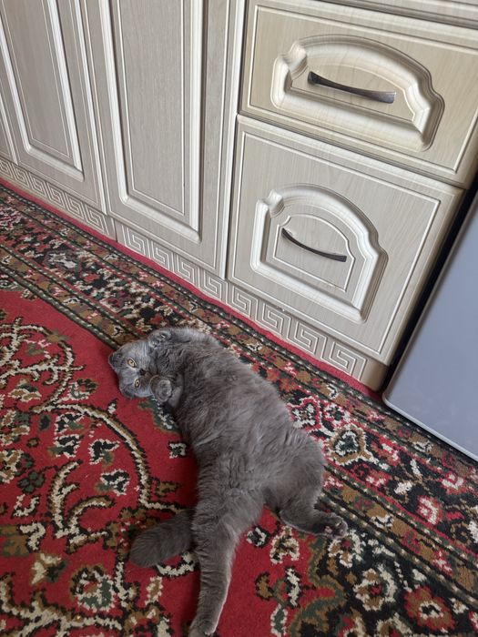 Вислоухие скотиш фолд