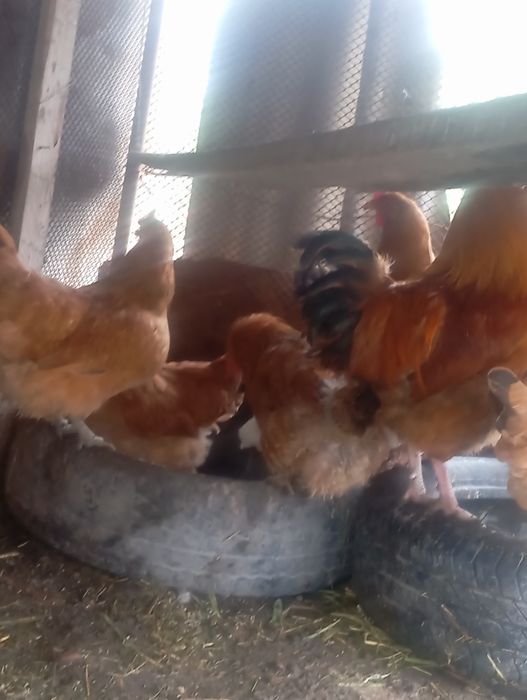 Кучин тауктар  Кучинский Кури продаётся