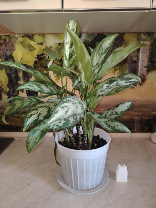 Гүлдер сатылады..