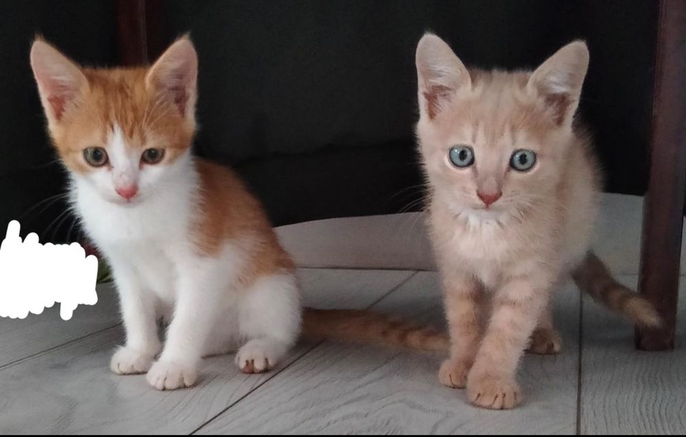Отдам котят в добрые руки