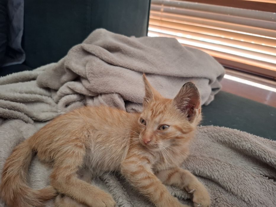 Baby Yoda Jucăuș pt adopție