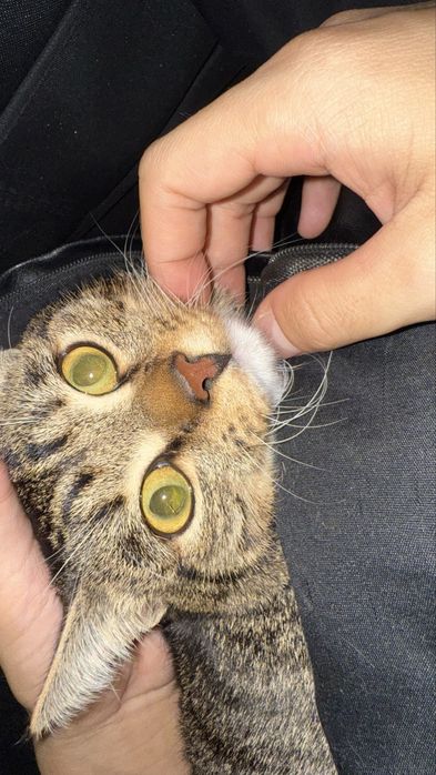 Воспитанные милая кошка