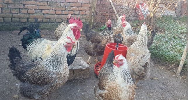 Яйца от Катунски кокошки три цвята