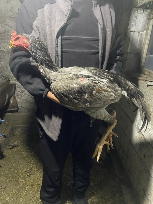 Продам дакана пепел