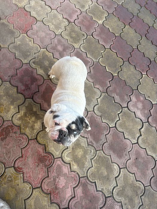 Buldog francez femela