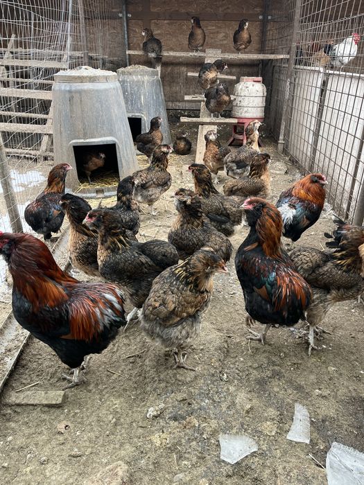 Oua araucana potarnichiu salbatic