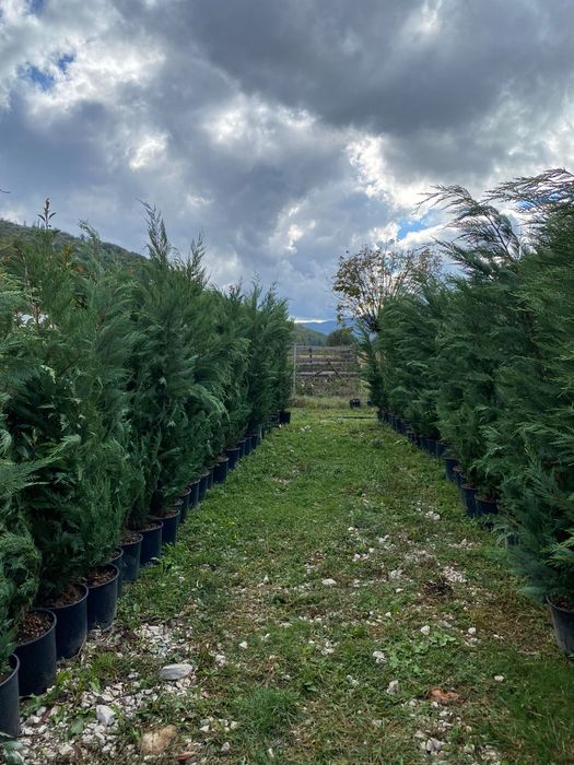 Leylandii de Gard Viu la Ghiveci