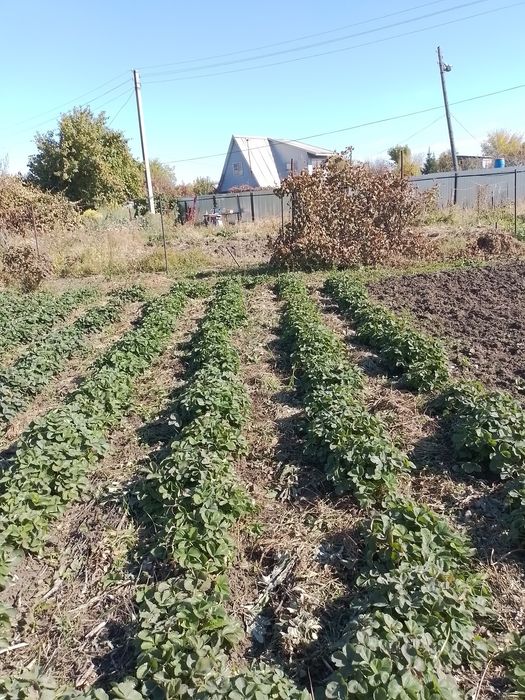 Продам дачу в городе