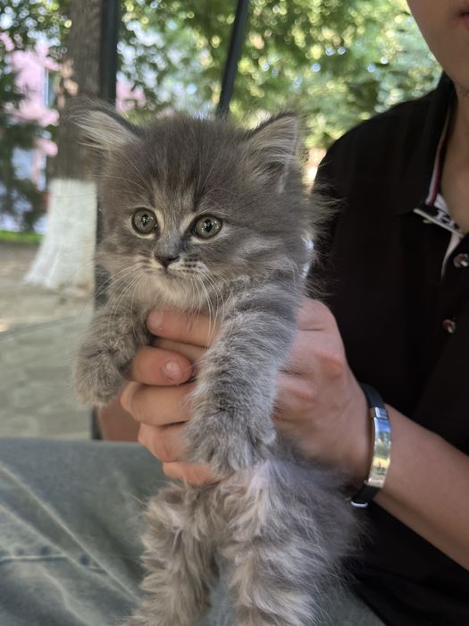 Кошка британская