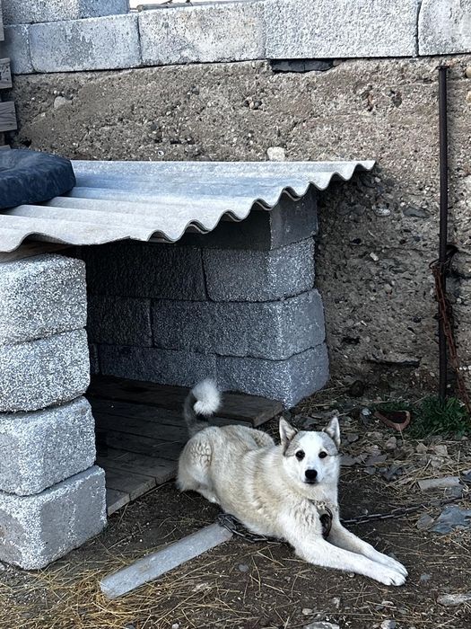 Лайка 5 айлық таза