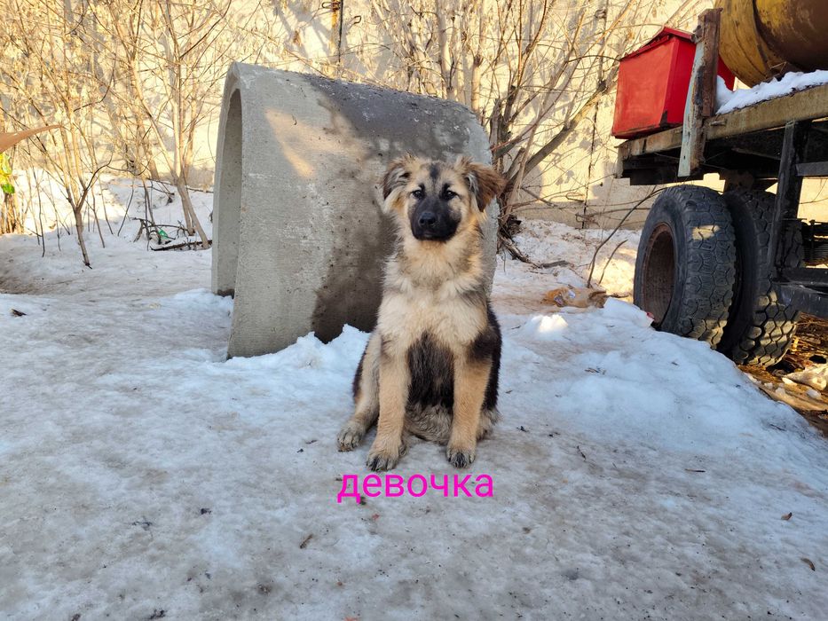 Щенки, один мальчик, три девочки, 3 месяца