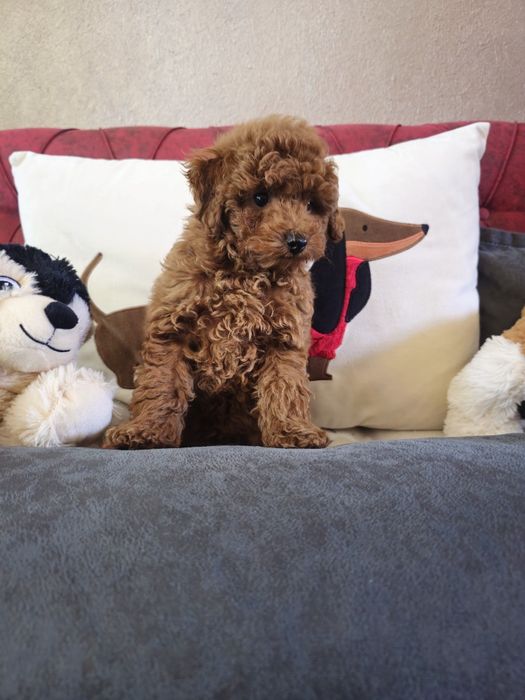 Мини пудел ред  ( Mini poodle red )