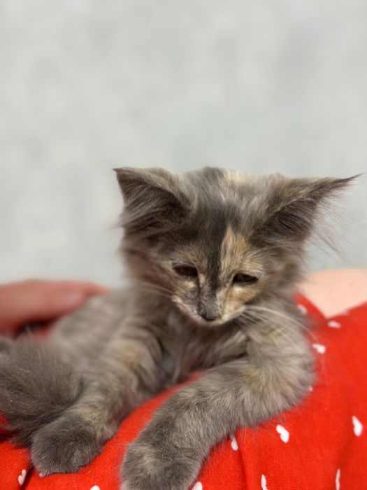 Милая кошечка ищет хозяина