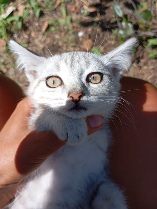 Котёнок красавица