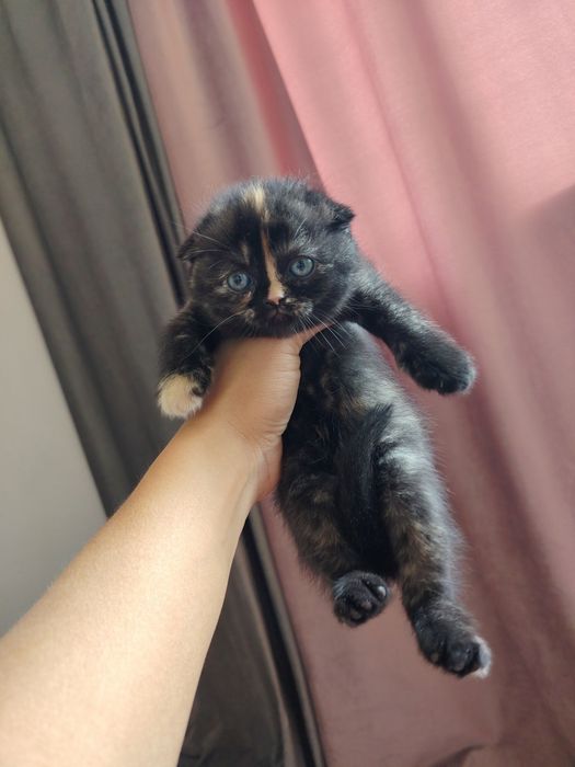 Срочно продаются котята скотиш фонд и скотиш страйт