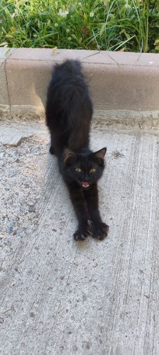 Котенок с улицы в добрые руки