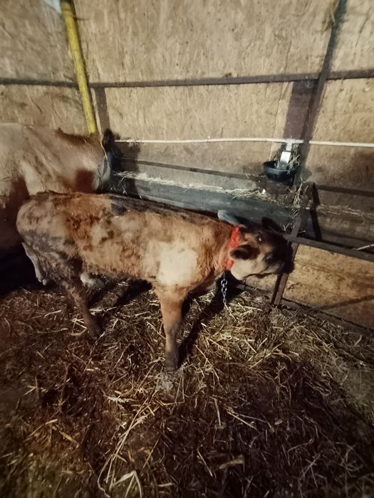 Vind tăuraș in virsta de 2.5 luni