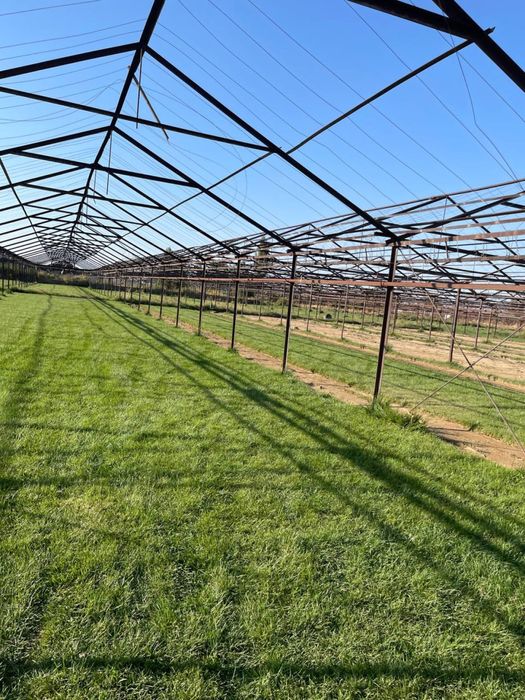 Газон посев семена