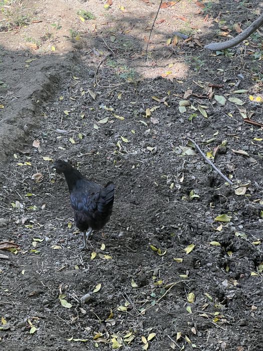 Uxeyli tovug va xorozlari