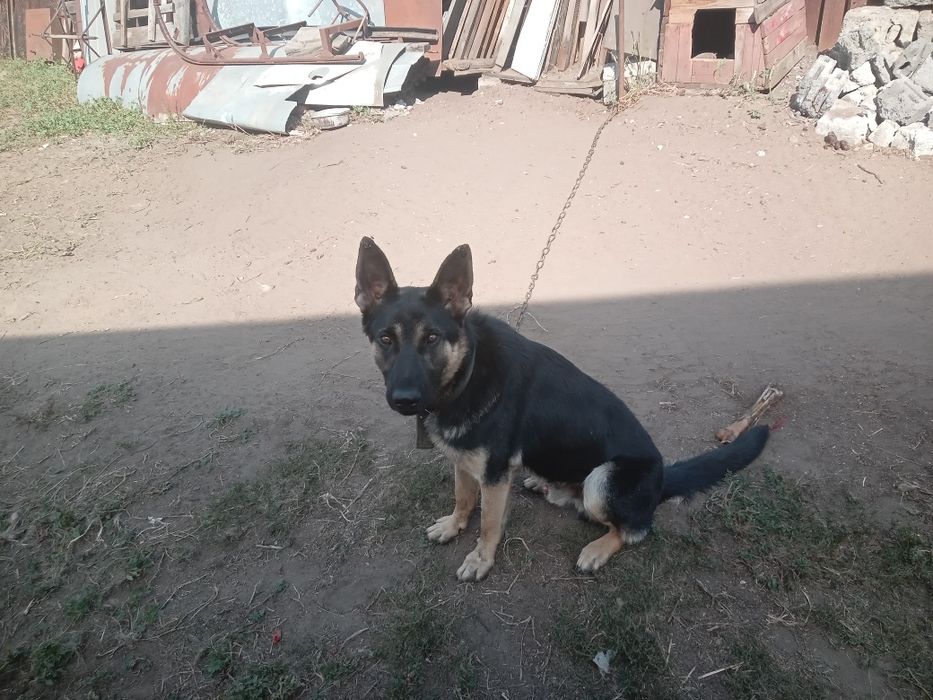 Собаки продам овчарку