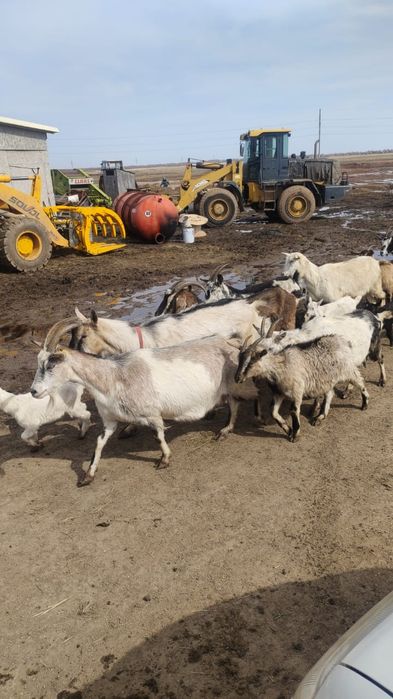 Козье молоко по Городу