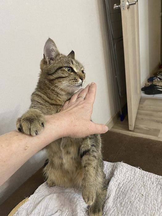Дарю кастрированого кота