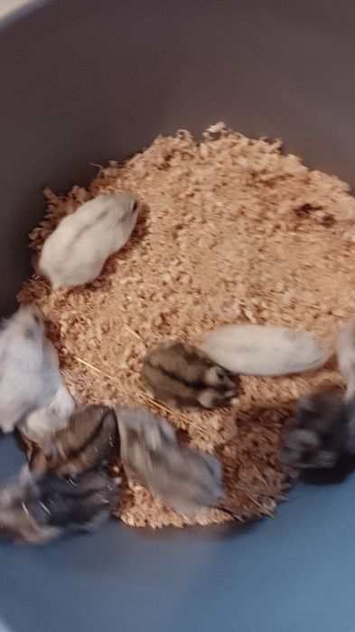 Hamster pitic siberian, sirian , porcușori de Guineea, rozătoare . ham