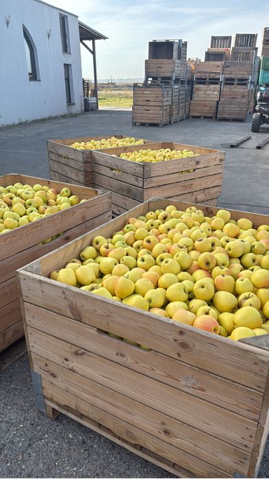Vând Mere De Polonia,orice cantitate si orice soi Extra Lux
