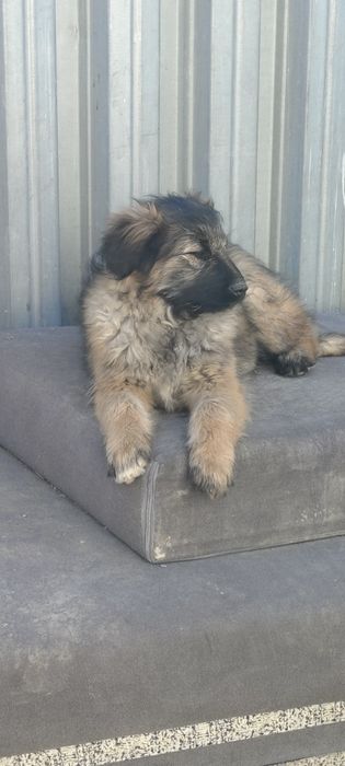 Щенки Дворянки ( Смешанные)