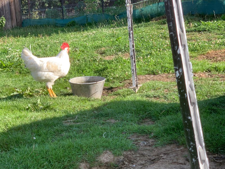 Cocosi Leghorn Tineri