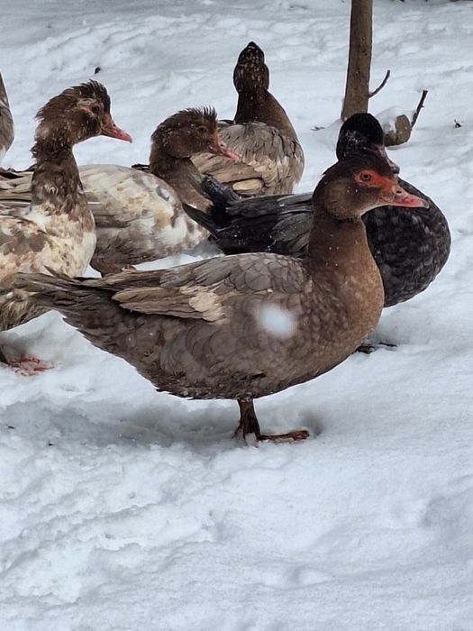 Ouă rațe leșești incubat (diferite culori )