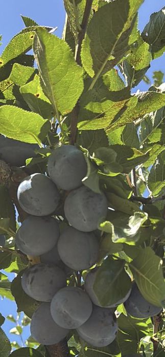 Vand prune Stanley si Annaspath  de calitate superioara