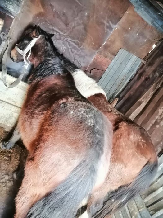 Жылқылар сатылады