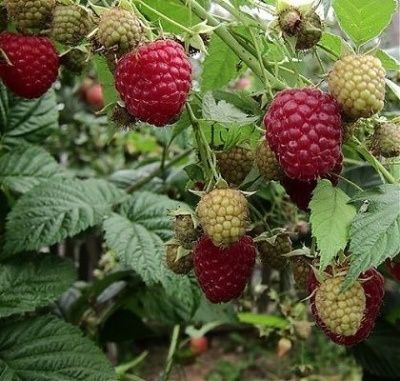 В продаже саженцы малины цветы