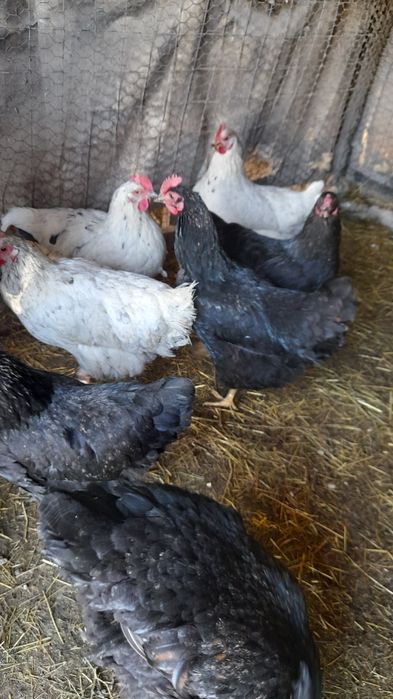 Vhnd oua de auroslop