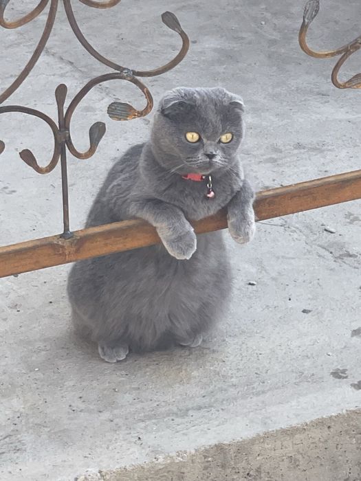 Продаются котята