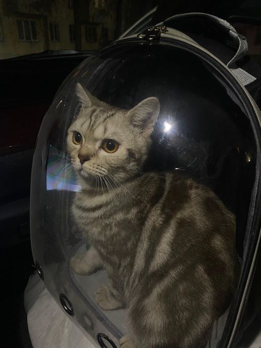 Продается котикк