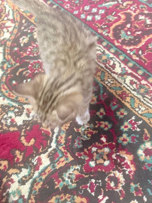 Кошка отдам в хорошую руку