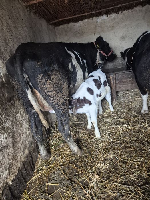 Vand vitea de prăsilă