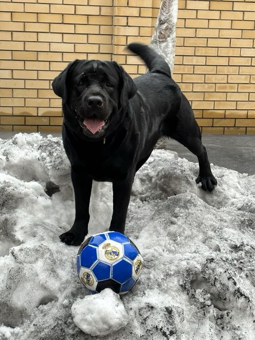 Щенок лабрадора девочка продажа