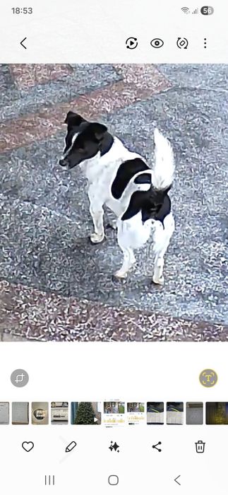 Donez caine de rasa mica